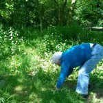 klussen in de tuin Haarlem Schalkwijk