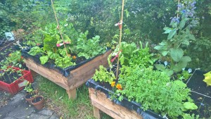 moestuin bak burthuis plantenbak haarlem schalkwijk buurthuis samenmetdebuurt