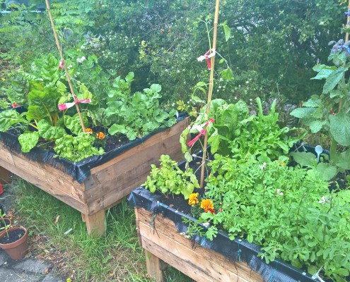 moestuin bak burthuis plantenbak haarlem schalkwijk buurthuis samenmetdebuurt