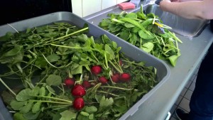 moestuin in de keuken haarlem schalkwijk buurthuis samenmetdebuurt