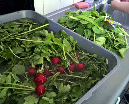 moestuin in de keuken haarlem schalkwijk buurthuis samenmetdebuurt