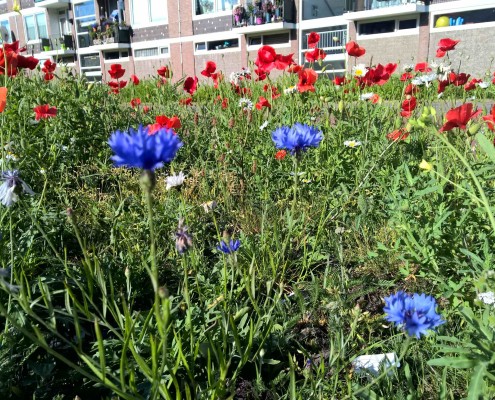 natuur in haarlem haarlem schalkwijk buurthuis samenmetdebuurt