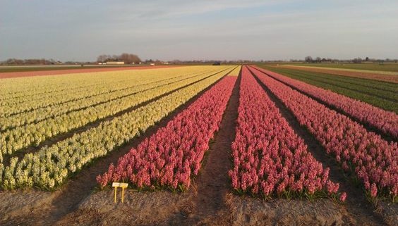 Hyacintenveld tot aan de horizon in Breezand.