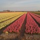 Hyacintenveld tot aan de horizon in Breezand.