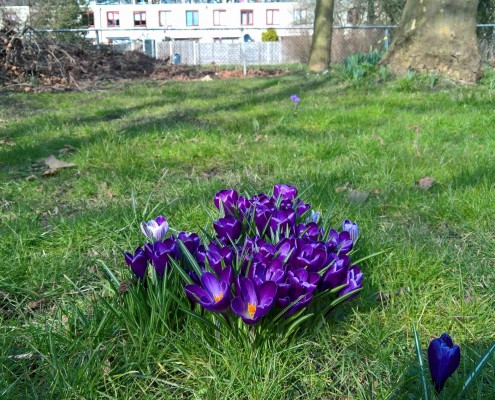 krokus 10 maart 2016 haarlem buurthuis