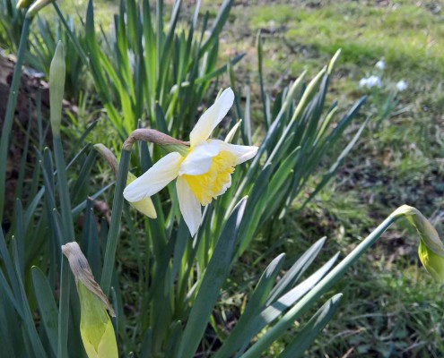 narcis 10 maart 2015 haarlem schalkwijk bloembol bloembollen