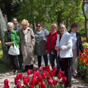 annapaulona bloembollen 03052016